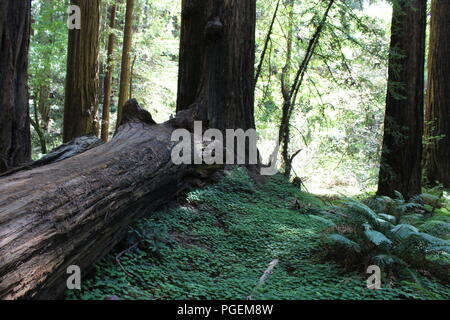Muir Woods National Monument, Kalifornien, USA Stockfoto