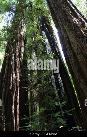 Die nachwachsenden Haare um einen Brand beschädigt Redwood bei Muir Woods National Monument, Kalifornien, USA Stockfoto