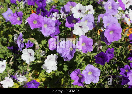 Frühling Bett von lilac Petunien Stockfoto