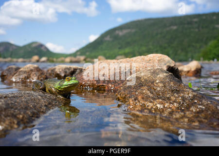 Frosch sitzt auf einem Felsen - Jordanien Teich Maine USA Stockfoto