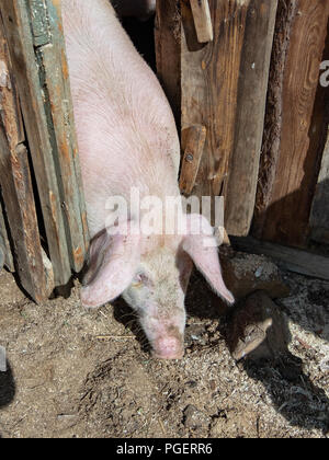 Der Kopf eines Schweins lehnte sich aus dem Tierheim. Dreckiges Schwein Kopf. Stockfoto