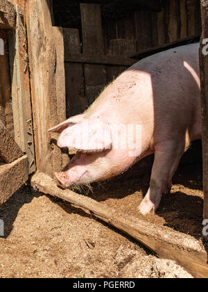 Der Kopf eines Schweins lehnte sich aus dem Tierheim. Dreckiges Schwein Kopf. Stockfoto