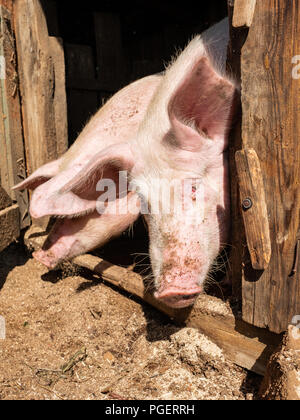 Der Kopf eines Schweine lehnte sich aus dem Tierheim. Dreckiges Schwein Kopf. Stockfoto