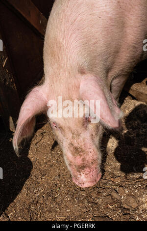 Der Kopf eines Schweins lehnte sich aus dem Tierheim. Dreckiges Schwein Kopf. Stockfoto