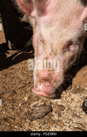 Der Kopf eines Schweins lehnte sich aus dem Tierheim. Dreckiges Schwein Kopf. Stockfoto