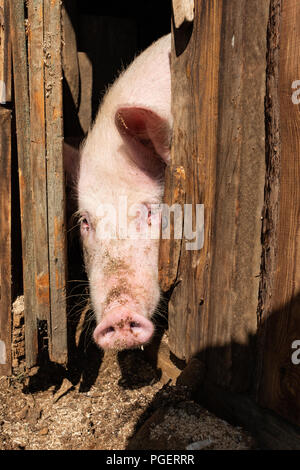 Der Kopf eines Schweins lehnte sich aus dem Tierheim. Dreckiges Schwein Kopf. Stockfoto