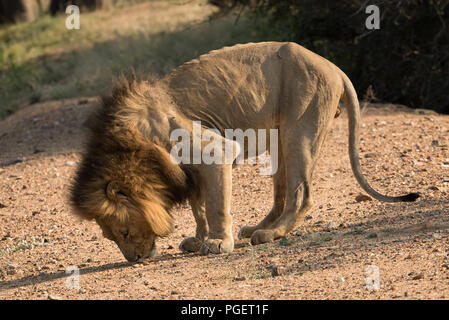 Ein männlicher Löwe stand, als er schnuppert den Duft einer Frau im Östrus. Stockfoto
