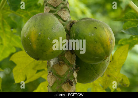 Papayas wachsen auf einem Baum. Dhaka, Bangladesch. Stockfoto