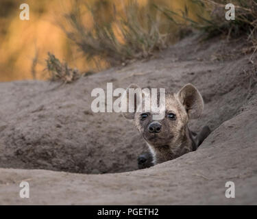Junge Tüpfelhyäne pup Kopf heraus Peering aus seiner Höhle. Stockfoto