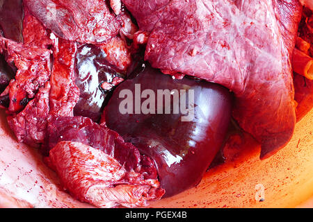 Rindern Schlachtnebenerzeugnisse von Rindern in einem Container, Lunge und Leber, Kuh Schlachtung, die in einem Container, Kuh Herz, Stockfoto