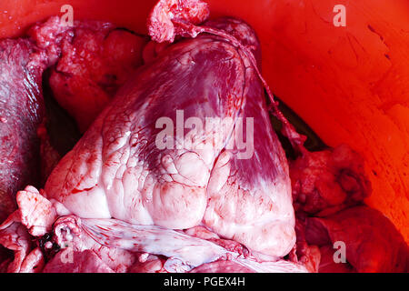 Rindern Schlachtnebenerzeugnisse von Rindern in einem Container, Lunge und Leber, Kuh Schlachtung, die in einem Container, Kuh Herz, Stockfoto