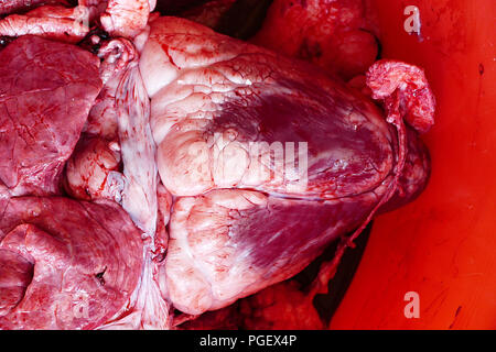 Rindern Schlachtnebenerzeugnisse von Rindern in einem Container, Lunge und Leber, Kuh Schlachtung, die in einem Container, Kuh Herz, Stockfoto