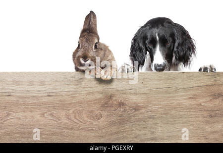 Ein Kaninchen mit braunen grauen Pelz und ein jagdhund vor einem weißen Hintergrund isoliert Stockfoto