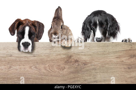 Ein Kaninchen mit braunen grauen Mantel und zwei Hunde vor einem weißen Hintergrund isoliert Stockfoto