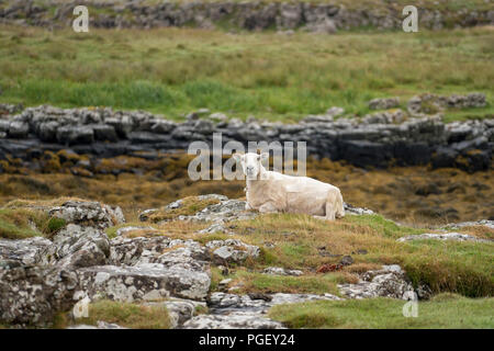 Ein einzelnes Schaf auf der Insel von Muck in der Inneren Hebriden in Schottland. Stockfoto