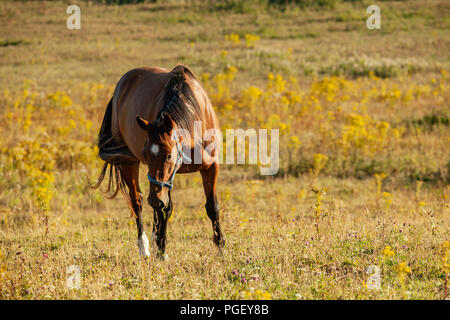 Pferd weiden auf den South Downs im Sommer, West Sussex, England. Stockfoto