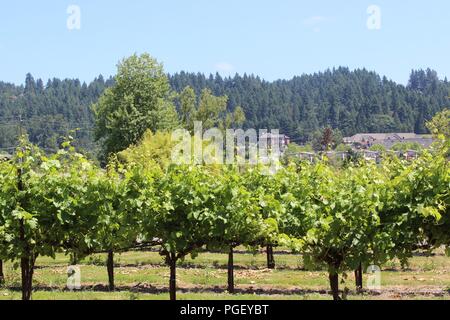 Weinberge im Chateau Ste. Michelle, des Staates Washington älteste Weinkellerei, in Woodinville, in Washington, in der Nähe von Seattle entfernt. Stockfoto