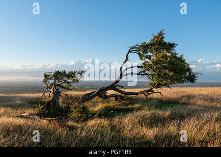 Schönen Sommer Sonnenuntergang Landschaft Bild des einzigen Baum auf der South Downs National Park im englischen Landschaft Stockfoto