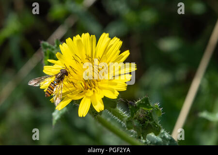 Nahaufnahme von Marmalade hoverfly Pollen sammeln von Gelb. Stockfoto