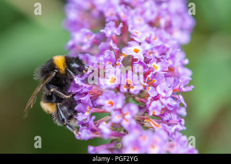 Nahaufnahme eines Bee Pollen sammeln von Lila Blume. Stockfoto