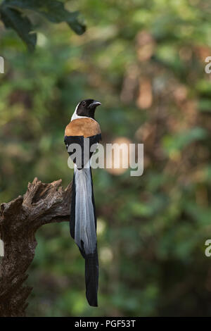 Eine endemische Vogel - white-bellied Treepie (Dendrocitta leucogastra) - von der Western Ghats von Indien an Thattekad, Kerala in Südindien Stockfoto