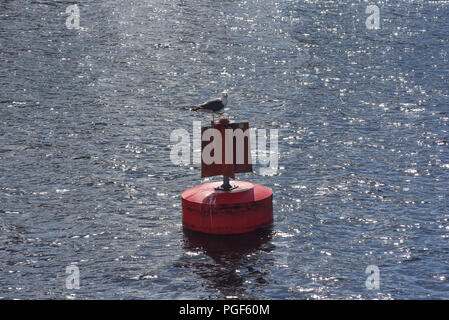 Möwen barsch und fliegen über die Signalisierung Bojen im Loch Lomond und Trassochs Nationalpark Stockfoto