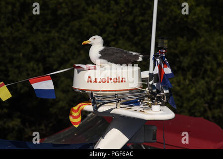 Seagull sich auf die hohe Attika eines Schiffes in den Loch Lomond und Trassochs Nationalpark Stockfoto