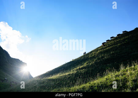 Allgäuer Alpen: See Schrecksee, Kuh, Kühe, Alp, Schwaben, Allgäu, Schwaben, Bayern, Bayern, Deutschland Stockfoto