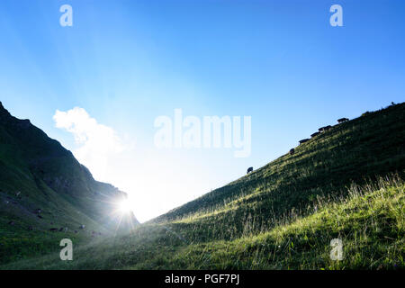 Allgäuer Alpen: See Schrecksee, Kuh, Kühe, Alp, Schwaben, Allgäu, Schwaben, Bayern, Bayern, Deutschland Stockfoto