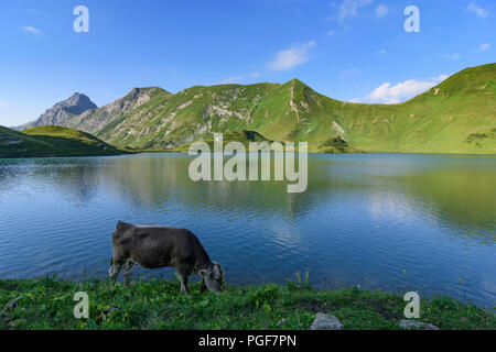 Allgäuer Alpen: See Schrecksee, Kuh, Kühe, Alp, Schwaben, Allgäu, Schwaben, Bayern, Bayern, Deutschland Stockfoto