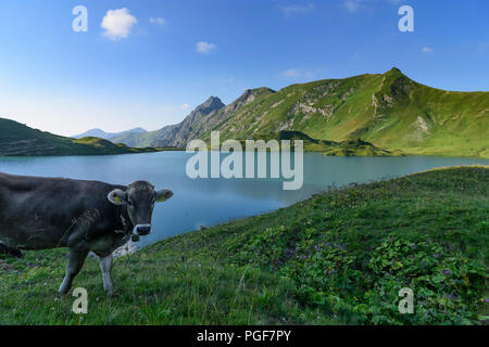 Allgäuer Alpen: See Schrecksee, Kuh, Kühe, Alp, Schwaben, Allgäu, Schwaben, Bayern, Bayern, Deutschland Stockfoto