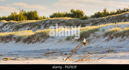 North Stradbroke Island native Raptor ein Auge auf die Touristen in Queensland, Australien Stockfoto