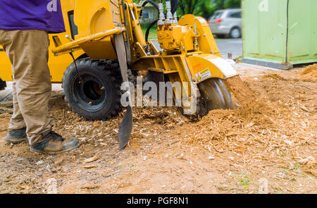 Man schneidet einen gefallenen Baum Stumpfhäcksler in Aktion Stockfoto