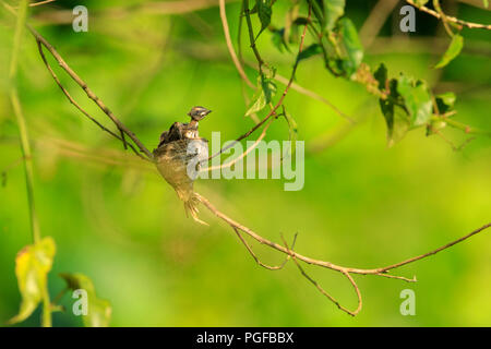 Ein malaysischer Pied Fantail Vogel in einem Nest an Kranji Sümpfe, Singapur Stockfoto