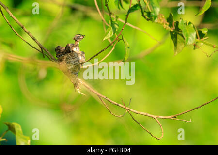 Ein malaysischer Pied Fantail Vogel in einem Nest an Kranji Sümpfe, Singapur Stockfoto