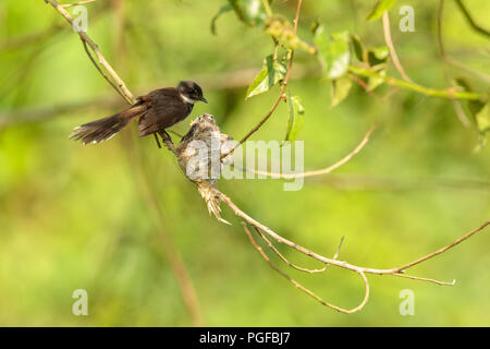 Ein malaysischer Pied Fantail Vogel in einem Nest an Kranji Sümpfe, Singapur Stockfoto