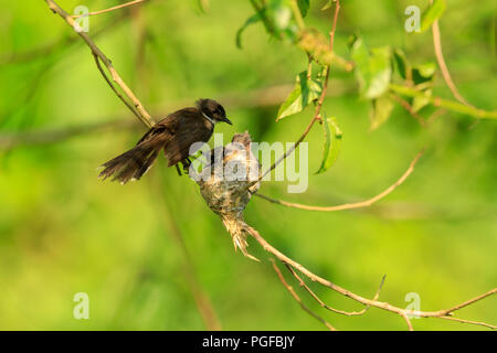 Ein malaysischer Pied Fantail Vogel in einem Nest an Kranji Sümpfe, Singapur Stockfoto