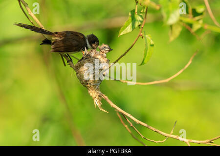 Ein malaysischer Pied Fantail Vogel in einem Nest an Kranji Sümpfe, Singapur Stockfoto