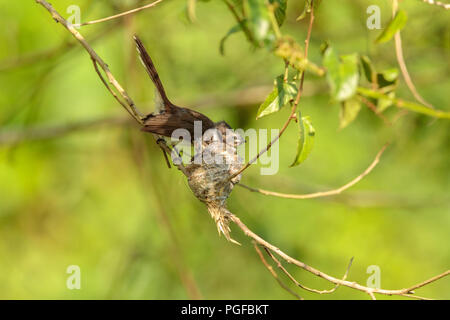 Ein malaysischer Pied Fantail Vogel in einem Nest an Kranji Sümpfe, Singapur Stockfoto