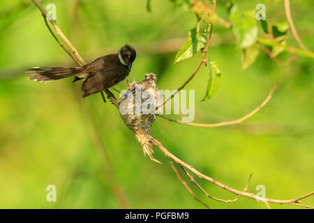 Ein malaysischer Pied Fantail Vogel in einem Nest an Kranji Sümpfe, Singapur Stockfoto