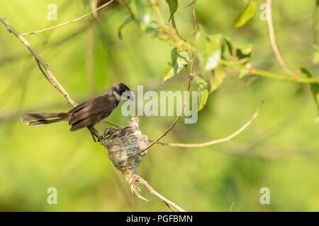 Ein malaysischer Pied Fantail Vogel in einem Nest an Kranji Sümpfe, Singapur Stockfoto