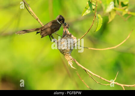 Ein malaysischer Pied Fantail Vogel in einem Nest an Kranji Sümpfe, Singapur Stockfoto