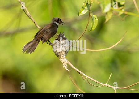 Ein malaysischer Pied Fantail Vogel in einem Nest an Kranji Sümpfe, Singapur Stockfoto