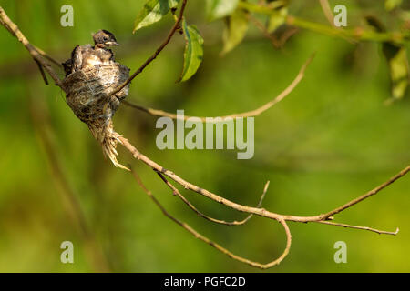 Ein malaysischer Pied Fantail Vogel in einem Nest an Kranji Sümpfe, Singapur Stockfoto