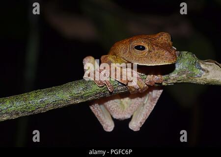 Das Abenteuer Nachtwanderung im Regenwald von Borneo Stockfoto