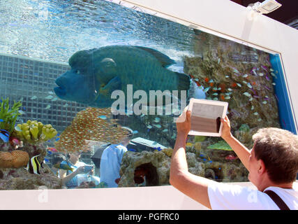 Tokio, Japan. 25 Aug, 2018. Ein Mann nimmt ein Bild von einem Napoleon Fisch und tropische Fische in einem großen's Fish Tank ony Aquarium 2018' an der Ginza Sony Park in Tokio am Samstag, 25. August 2018. Rund 1.000 Fische von 25 Arten, darunter einen großen Napoleon Fisch, der aus den Gewässern rund um der japanischen Insel Okinawa brachte, sind im Tank 25. August durch Septembet 9 angezeigt. Credit: Yoshio Tsunoda/LBA/Alamy leben Nachrichten Stockfoto