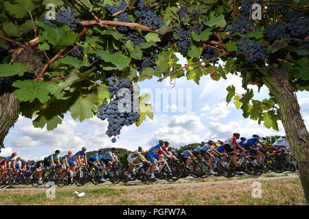 26. August 2018, Deutschland: Radfahren, UCI Europäische Serie, Deutschland Tour, Lorsch - Stuttgart (207,00 km), Stufe 4: die Radfahrer in Aktion durch die Weinberge. Foto: Bernd Thissen/dpa Stockfoto