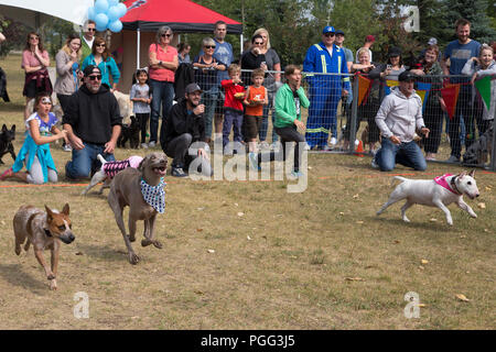 Calgary, Kanada. 26 August, 2018. Hunde nehmen Sie Teil in einem Rennen während der Pfoten im Park, National Dog Tag zu feiern. Die Nächstenliebe zu nutzen Alberta Animal Rescue Crew Gesellschaft (AARCS). Rosanne Tackaberry/Alamy leben Nachrichten Stockfoto