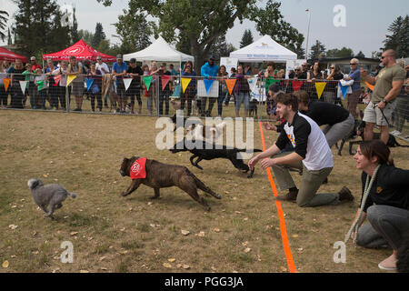 Calgary, Kanada. 26 August, 2018. Hunde nehmen Sie Teil in einem Rennen während der Pfoten im Park, National Dog Tag zu feiern. Die Charity Veranstaltung zugunsten Alberta Animal Rescue Crew Gesellschaft (AARCS). Rosanne Tackaberry/Alamy leben Nachrichten Stockfoto