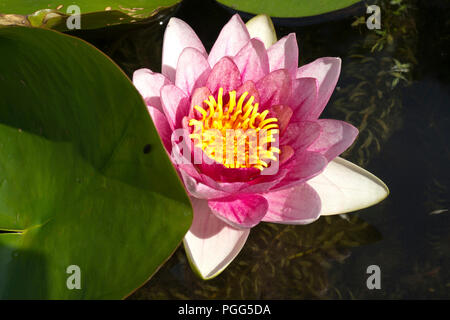 Teich leben. Eine rosa Lilie Blume öffnet im Sommer Sonnenschein. Stockfoto
